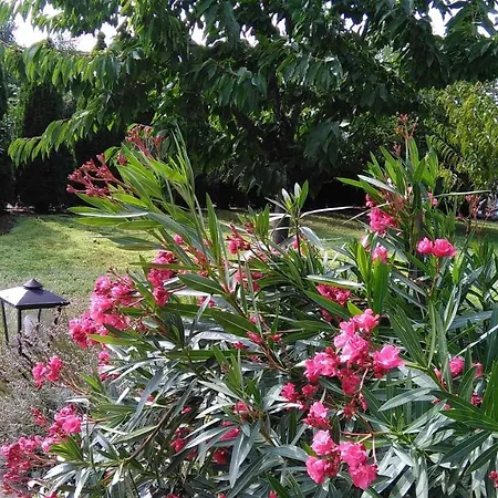 Apartamento Mogyorósi